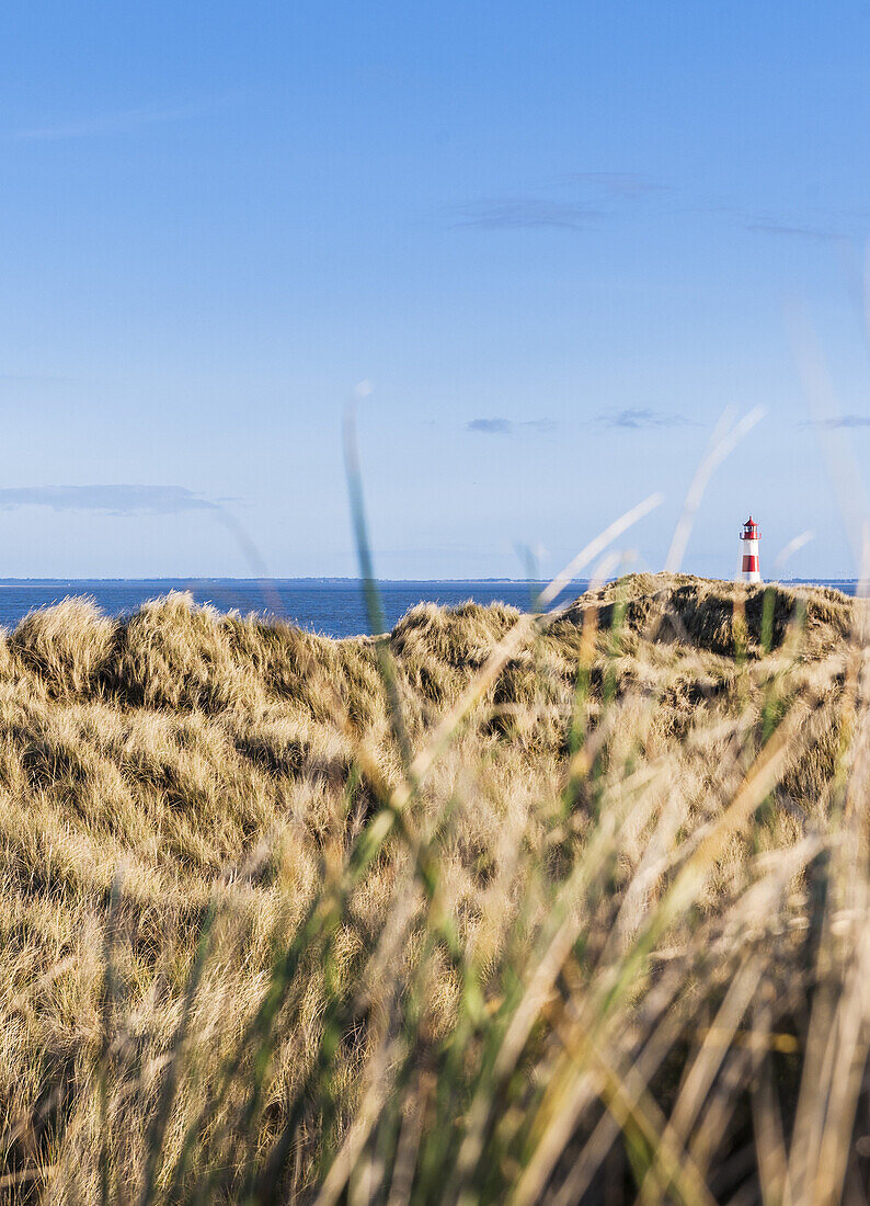 Leuchtturm im Naturschutzgebiet am Ellenbogen, Insel Sylt, Schleswig-Holstein, Norddeutschland, Deutschland