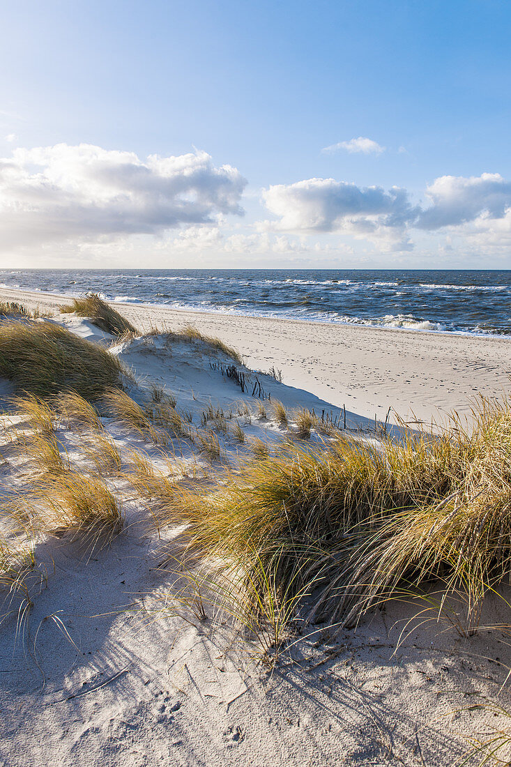 Nature reserve on Ellenbogen, island of Sylt, Schleswig-Holstein, north Germany, Germany