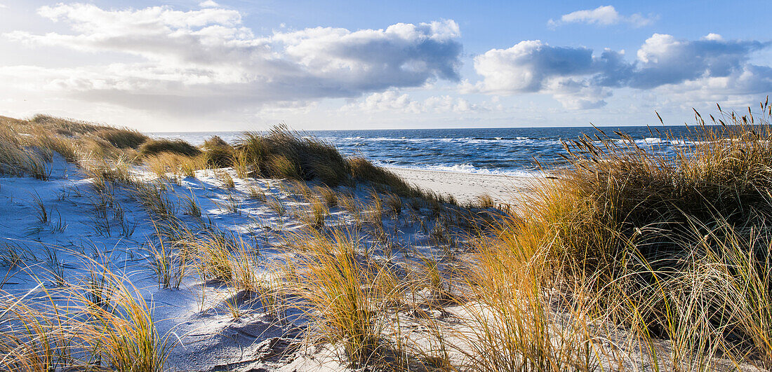 Nature reserve on Ellenbogen, island of Sylt, Schleswig-Holstein, north Germany, Germany