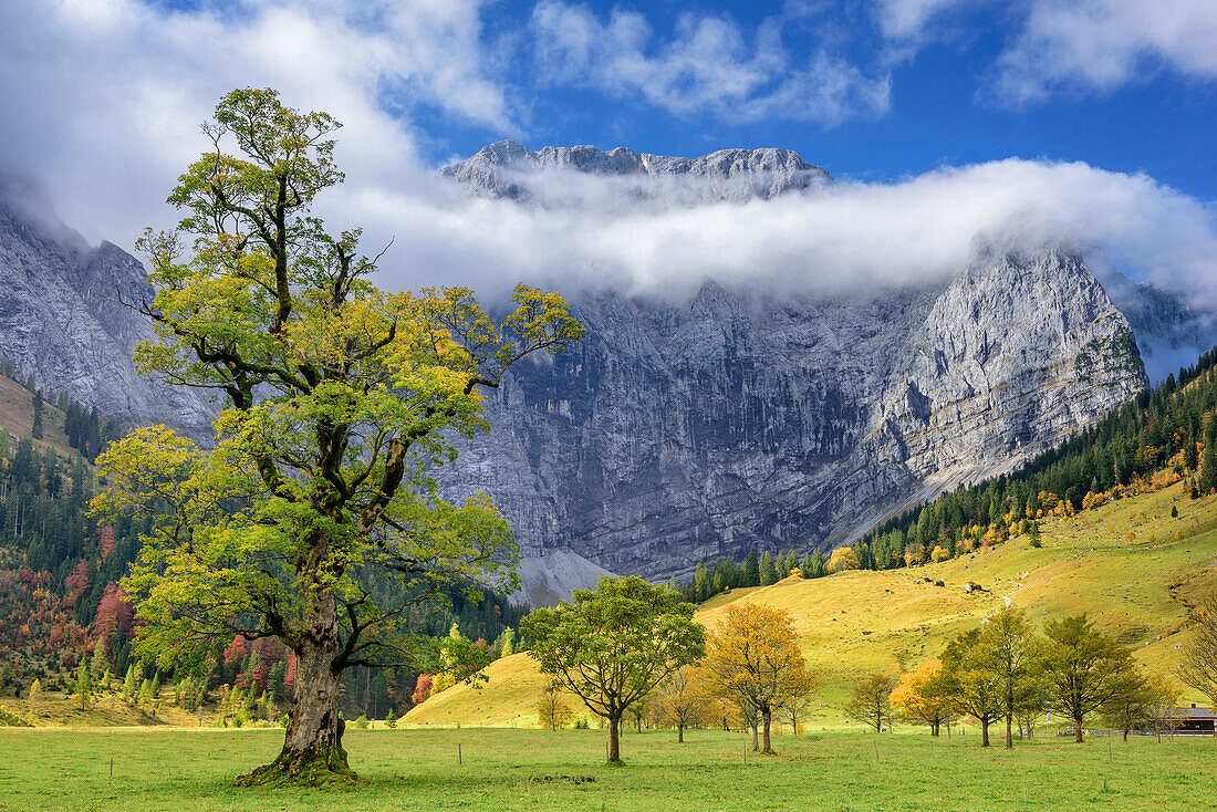 Ahorn im Herbstlaub mit Grubenkarspitze in Wolken, Großer Ahornboden, Eng, Naturpark Karwendel, Alpenpark Karwendel, Karwendel, Tirol, Österreich