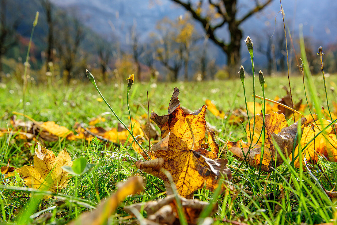 Maple leaves in autumn colours, Grosser Ahornboden, Eng, Natural Park Karwendel, Alpenpark Karwendel, Karwendel, Tyrol, Austria