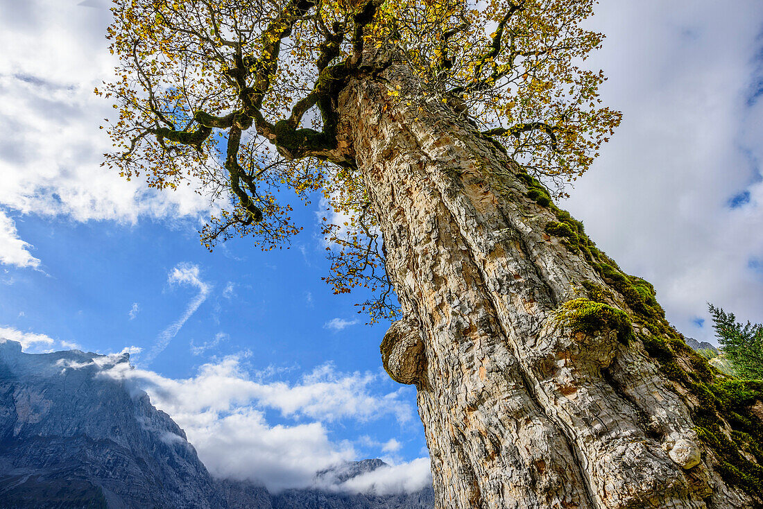 Baumstamm eines Ahorn im Herbstlaub mit Spritzkarspitze, Großer Ahornboden, Eng, Naturpark Karwendel, Alpenpark Karwendel, Karwendel, Tirol, Österreich
