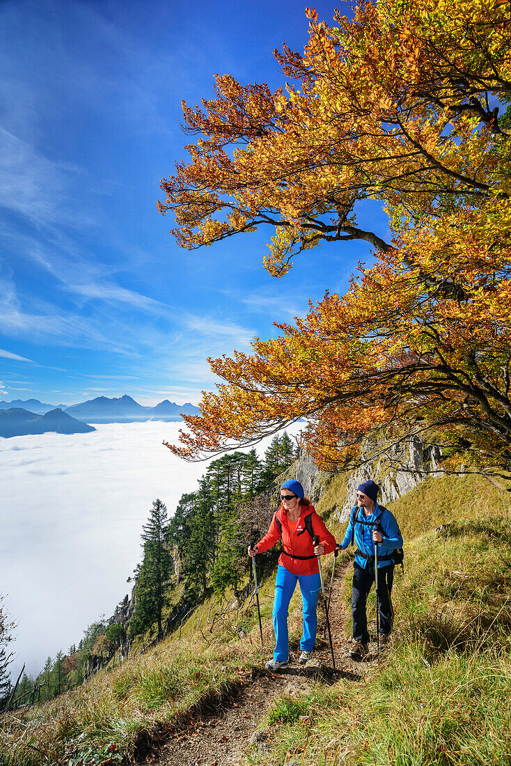 Zwei Personen beim Wandern mit Buchen im Herbstlaub und Nebelmeer im Inntal, Wendelstein im Hintergrund, Heuberg, Chiemgau, Chiemgauer Alpen, Oberbayern, Bayern, Deutschland