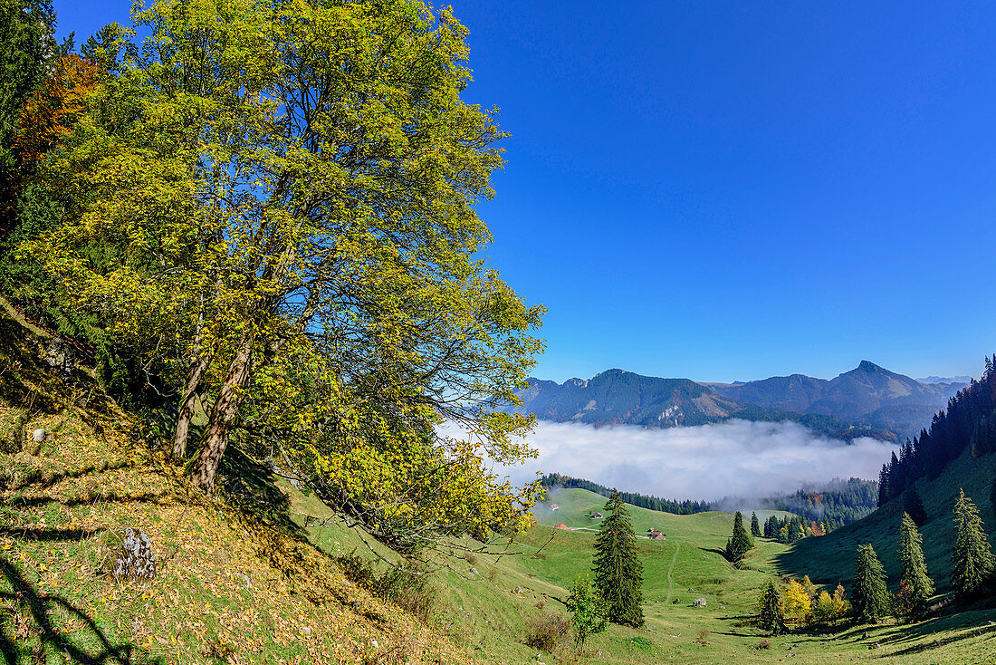 Tree in autumn colours, Hochries and Spitzstein in background, view from Heuberg, Heuberg, Chiemgau, Chiemgau Alps, Upper Bavaria, Bavaria, Germany