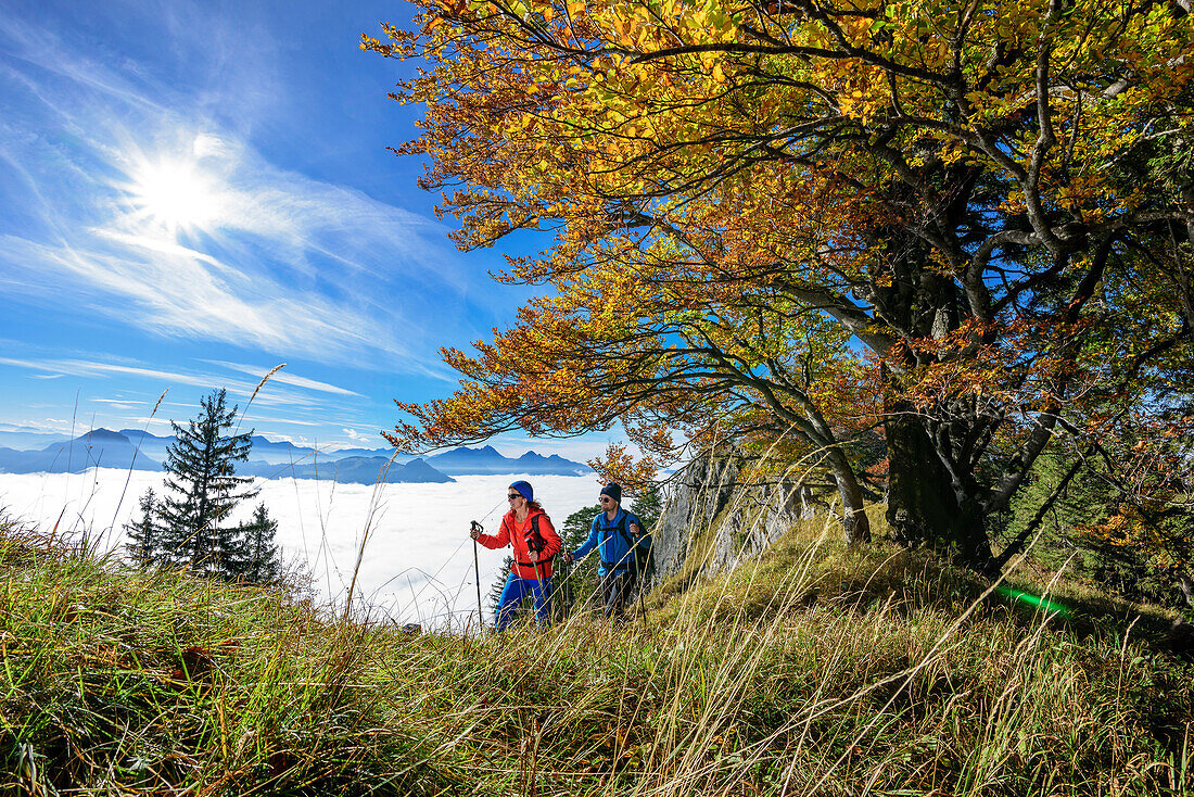 Zwei Personen beim Wandern mit Buchen im Herbstlaub und Nebelmeer im Inntal, Wendelstein im Hintergrund, Heuberg, Chiemgau, Chiemgauer Alpen, Oberbayern, Bayern, Deutschland