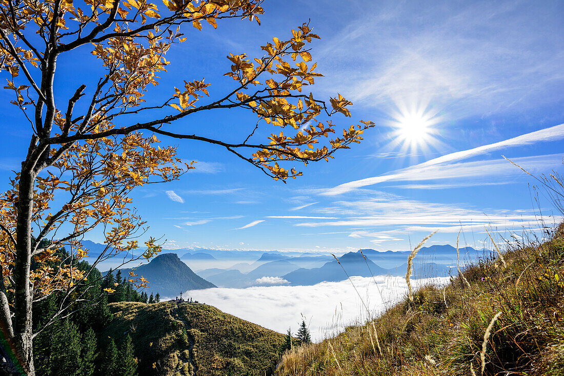 Baum im Herbstlaub mit Nebelmeer im Inntal, Kranzhorn und Brünnstein im Hintergrund, Heuberg, Chiemgau, Chiemgauer Alpen, Oberbayern, Bayern, Deutschland
