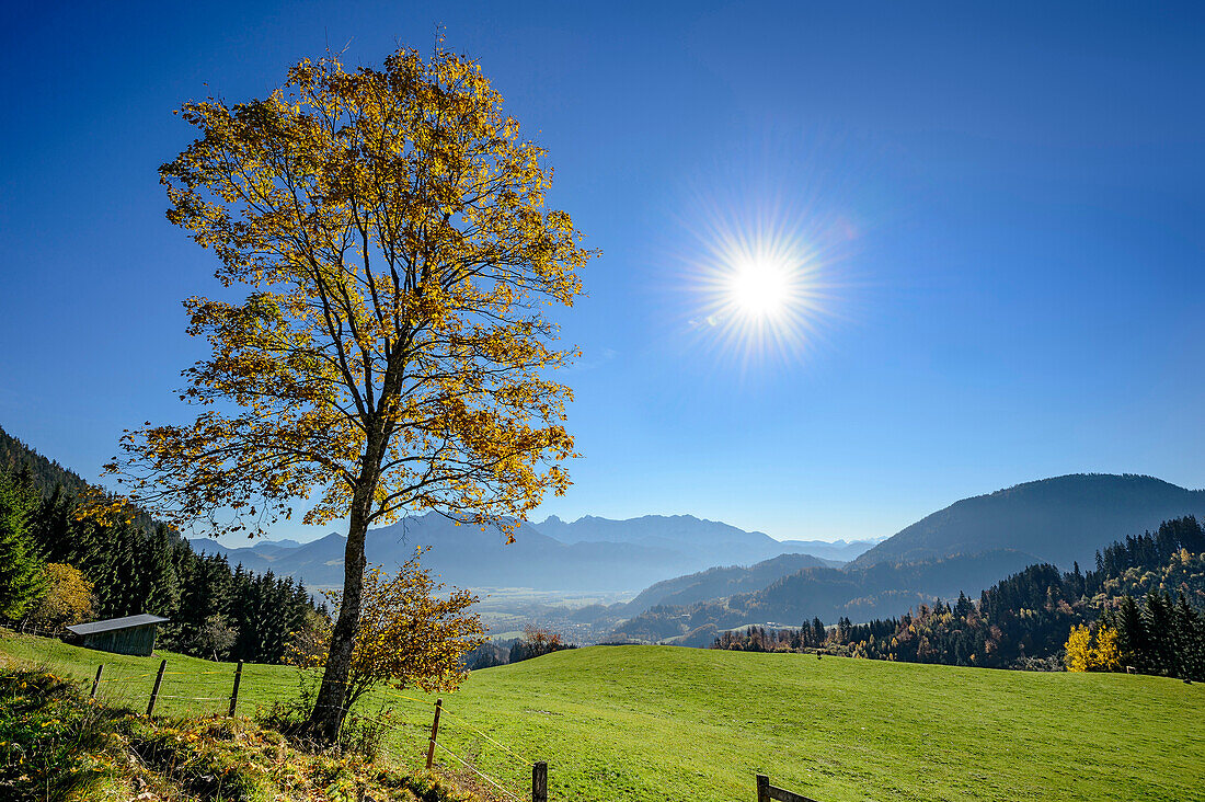 Herbstlich verfärbter Laubbaum vor Inntal und Kaisergebirge, Wildbarren, Mangfallgebirge, Bayerische Alpen, Oberbayern, Bayern, Deutschland