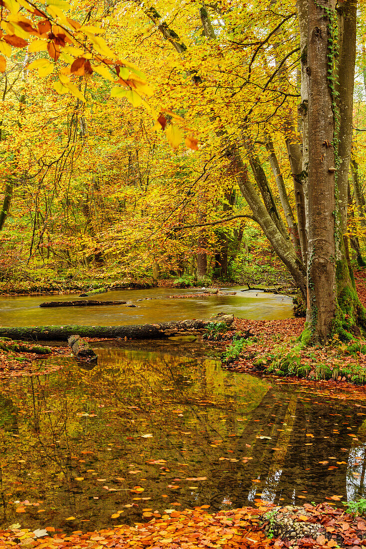 Beech trees in autumn colours with river Wuerm, valley of Muehltal, valley of Wuermtal, Starnberg, Upper Bavaria, Bavaria, Germany