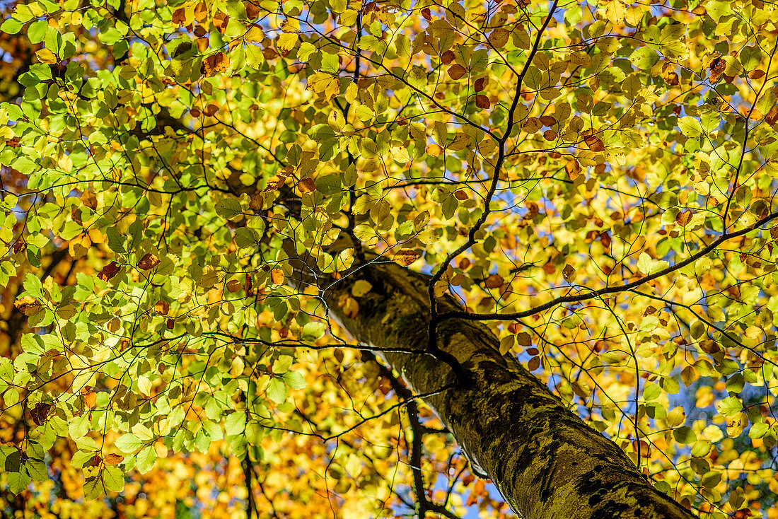 Herbstlich verfärbte Buche, Mühltal, Würmtal, Starnberg, Oberbayern, Bayern, Deutschland
