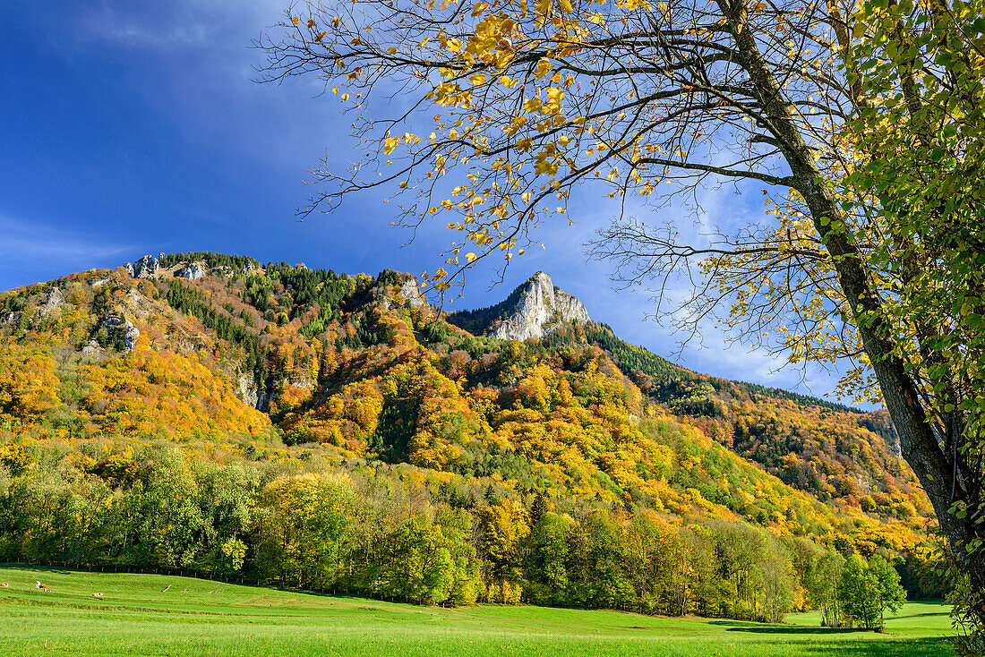 Herbstlich verfärbte Bäume vor Heuberg, Nußdorf, Inntal, Chiemgau, Chiemgauer Alpen, Oberbayern, Bayern, Deutschland