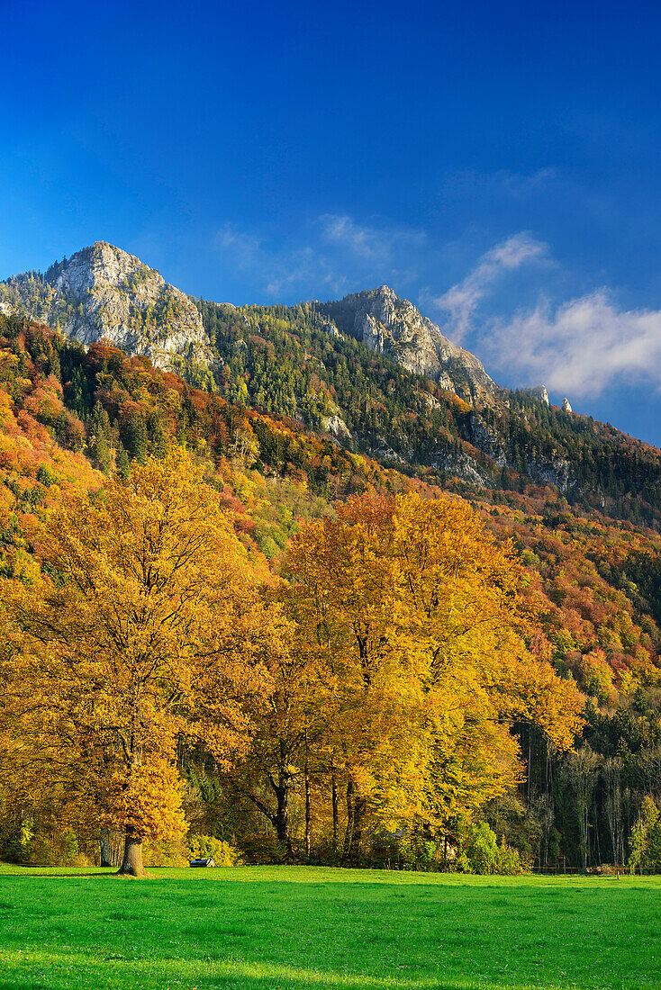 Trees in autumn colours in front of Heuberg, Nussdorf, valley of Inn, Chiemgau, Chiemgau Alps, Upper Bavaria, Bavaria, Germany