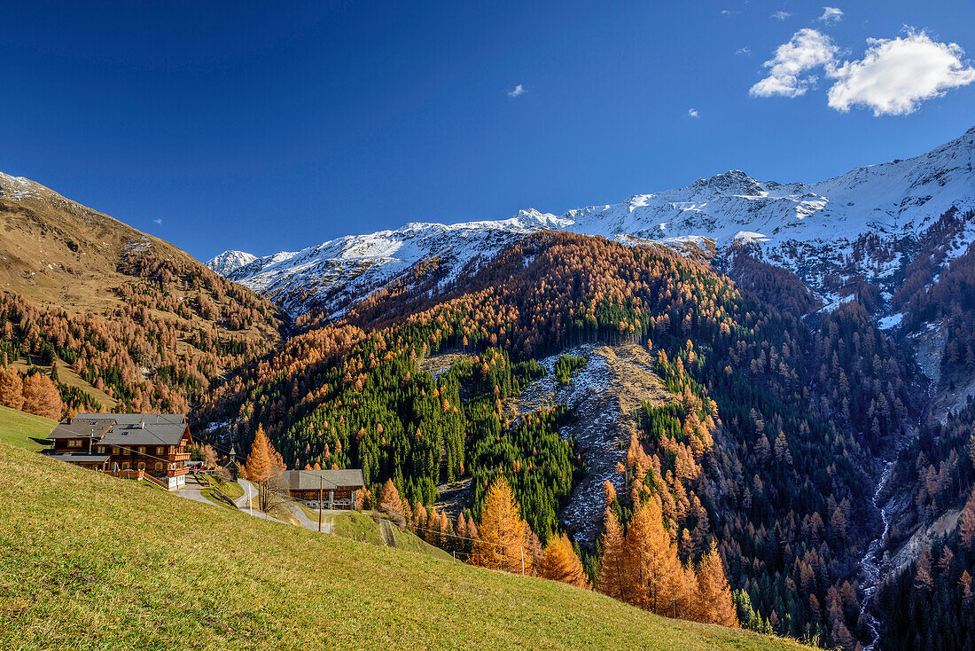 Alpine huts with larches in autumn colours and snow-covered mountains, Glockner Range, High Tauern, High Tauern National Park, East Tyrol, Tyrol, Austria