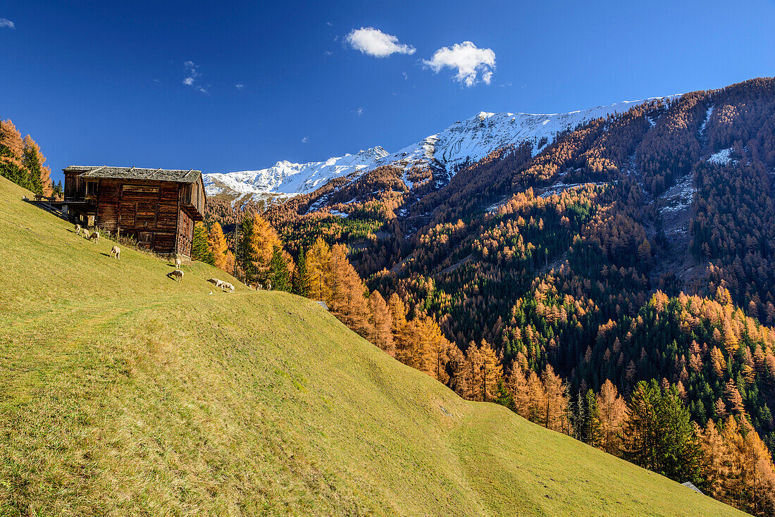 Alpine hut with larches in autumn colours and snow-covered mountains, Glockner Range, High Tauern, High Tauern National Park, East Tyrol, Tyrol, Austria