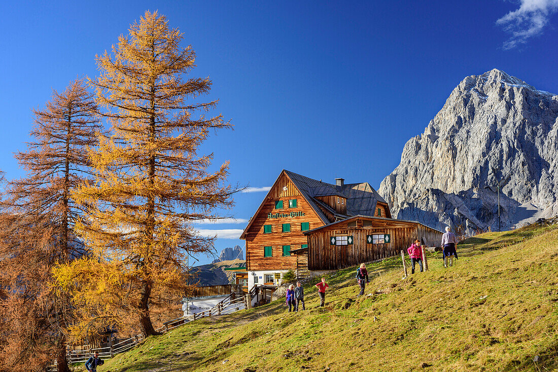 Several persons hiking in front of larches in autumn colours and hut Austriahuette with Torstein in background, Austriahuette, Dachstein range, Styria, Austria