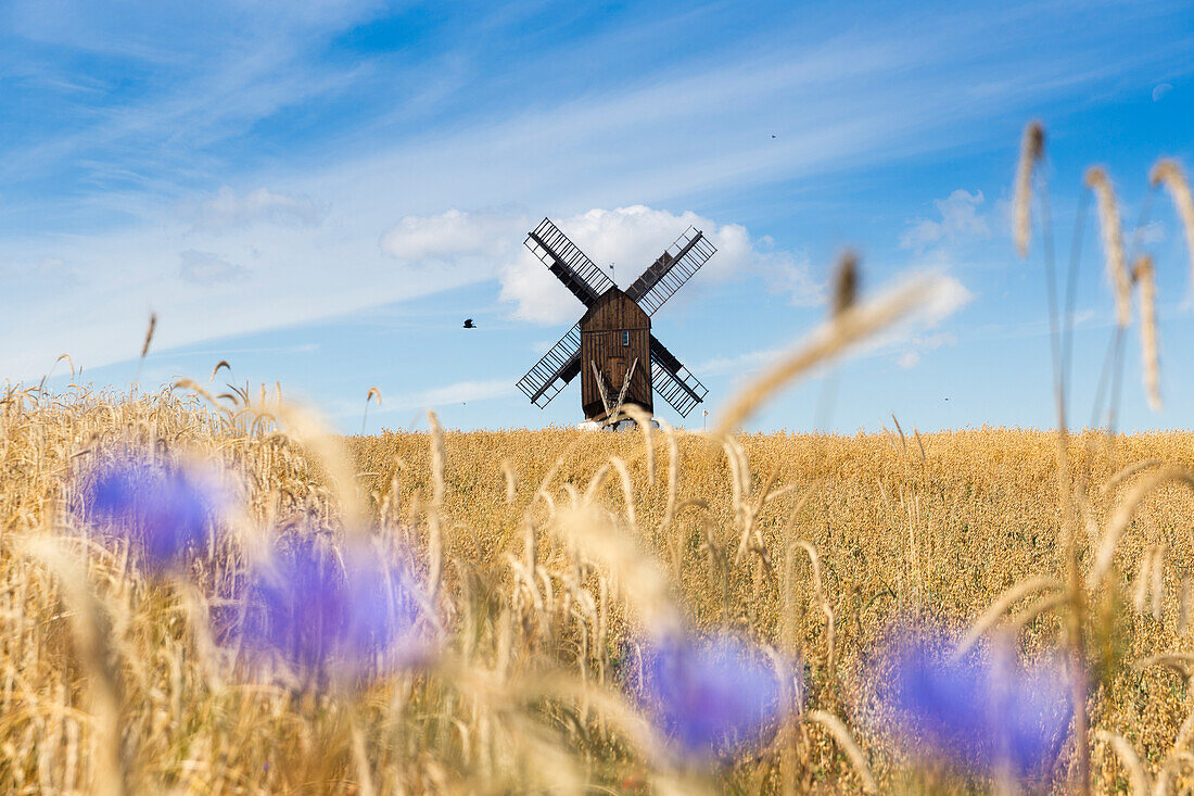 Windmill in a ryefield with cornflowers, summer, Baltic sea, Bornholm, near Gudhjem, Denmark, Europe