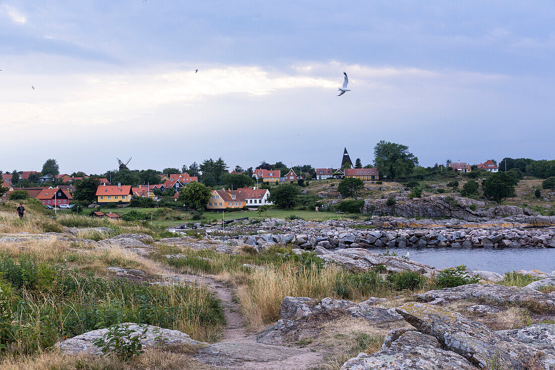 Sea gull flying over the bay, rocky beach, Baltic sea, Bornholm, Svaneke, Denmark, Europe