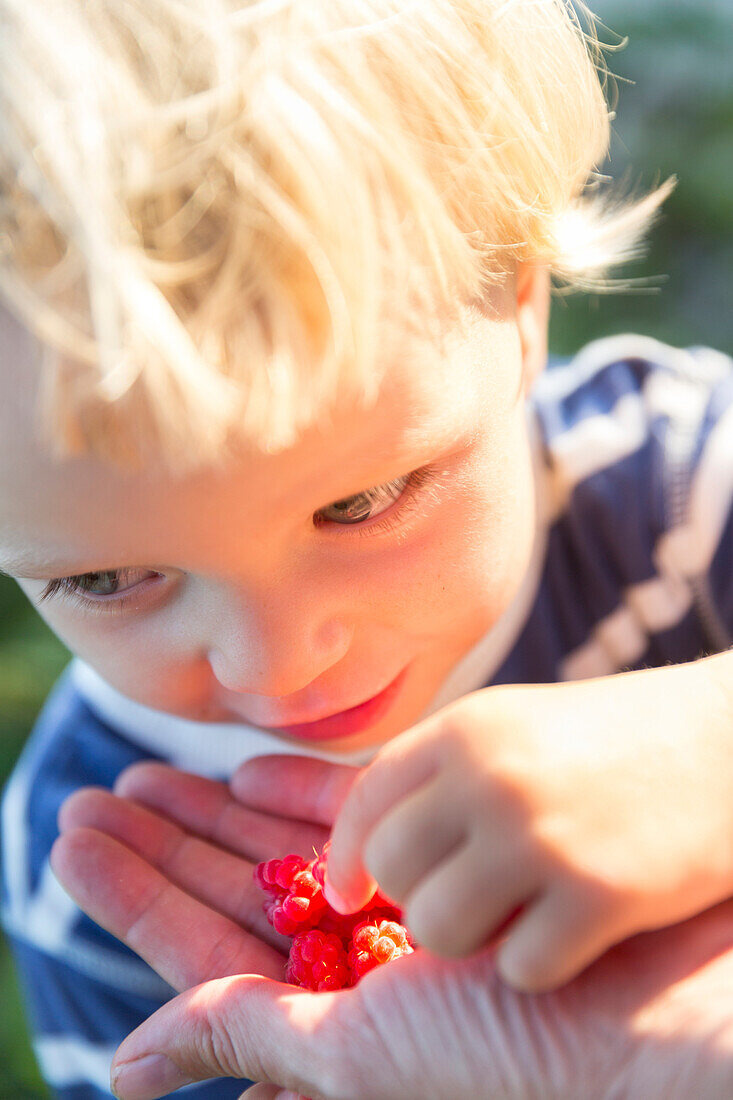 Girl, 2 years old, raspberries from the forest, summer, Baltic sea, MR, Bornholm, Strandmarken, Denmark, Europe