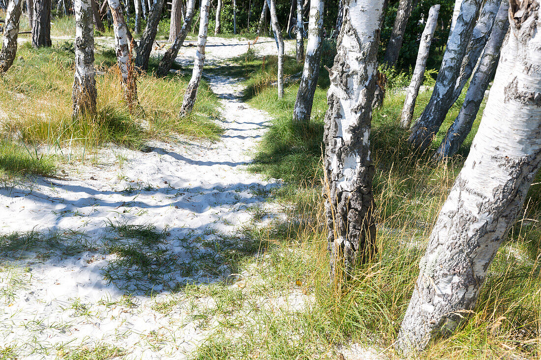 Sandy path between birch trees, dream beach between Strandmarken und Dueodde, Summer, Baltic sea, Bornholm, Strandmarken, Denmark, Europe