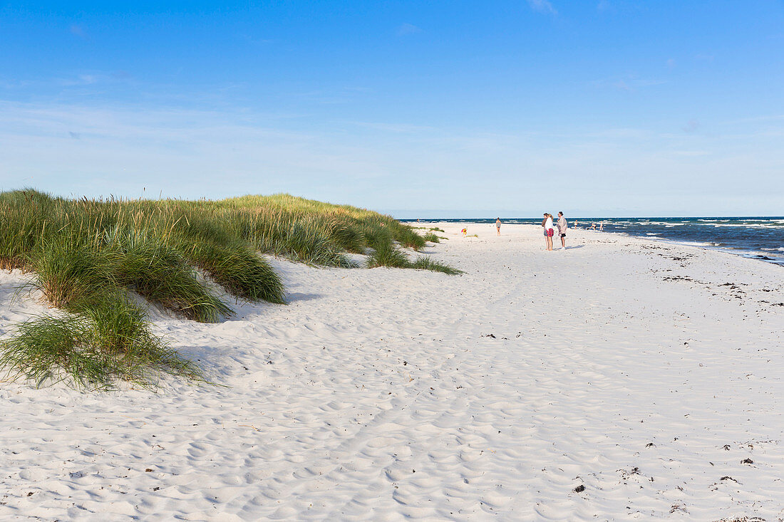 Sandy beach and dunes of Dueodde in Summer, Baltic sea, Bornholm, Dueodde, Denmark, Europe