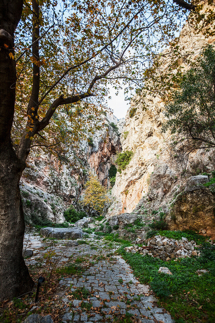 A worn and overgrown path in ancient Greece, Delphi, Greece