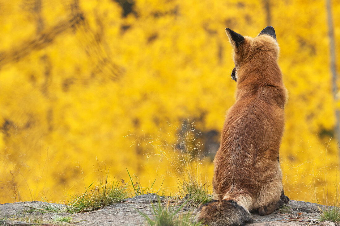Red fox (vulpes vulpes) looking out over the autumn coloured foliage, Yukon, Canada