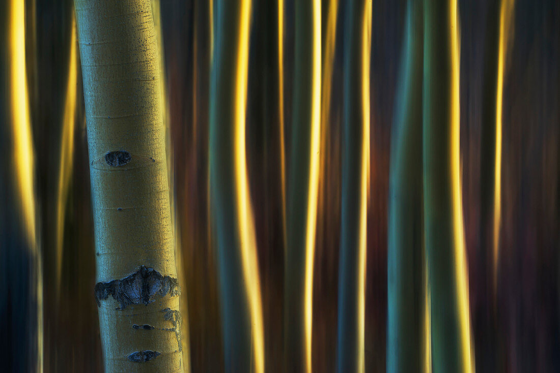Artistic view of aspen trees using a vertical panning technique, Carcross, Yukon, Canada