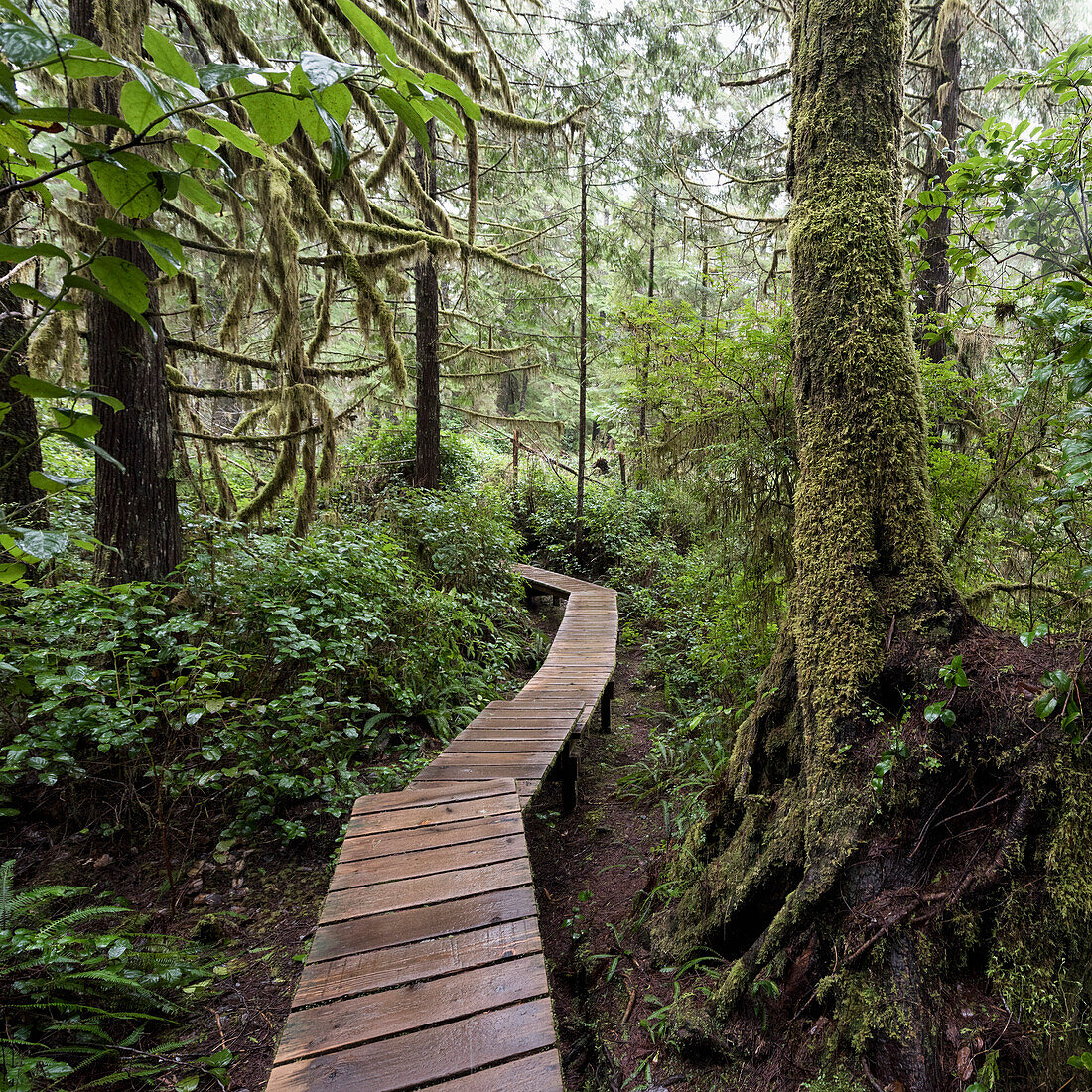 Winding boardwalk through forest, British Columbia, Canada