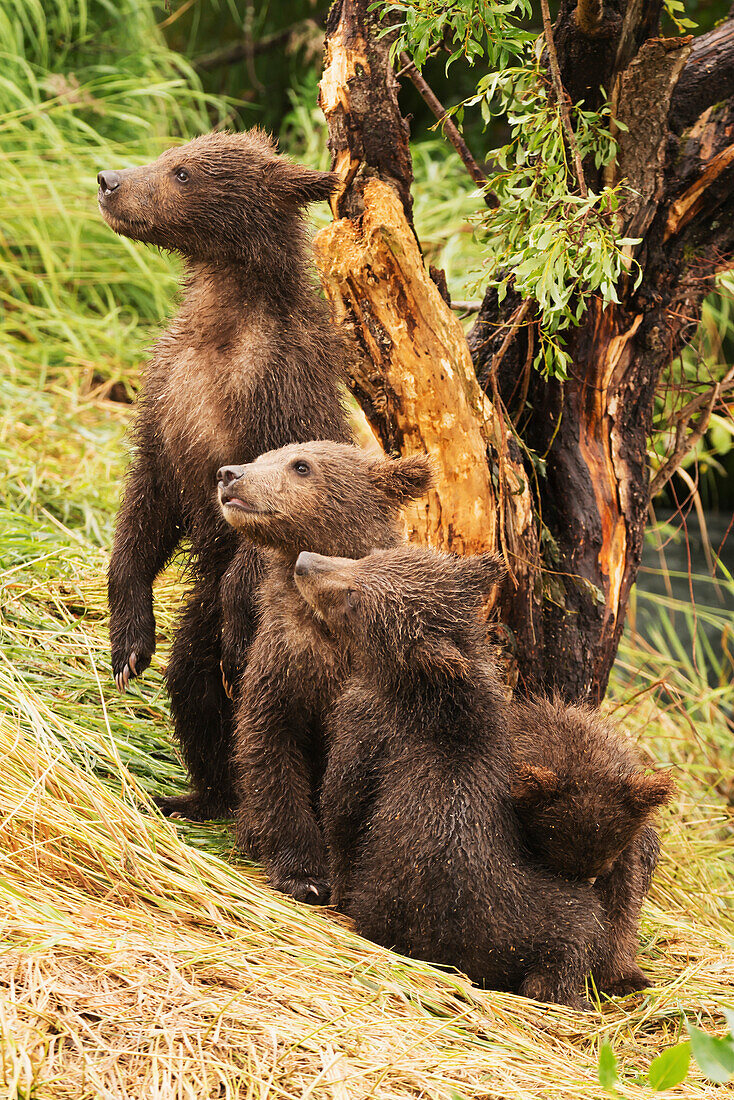 Four brown bear cubs (ursus arctos) are in a row under a tree on the grassy bank of Brooks River, Alaska, United States of America