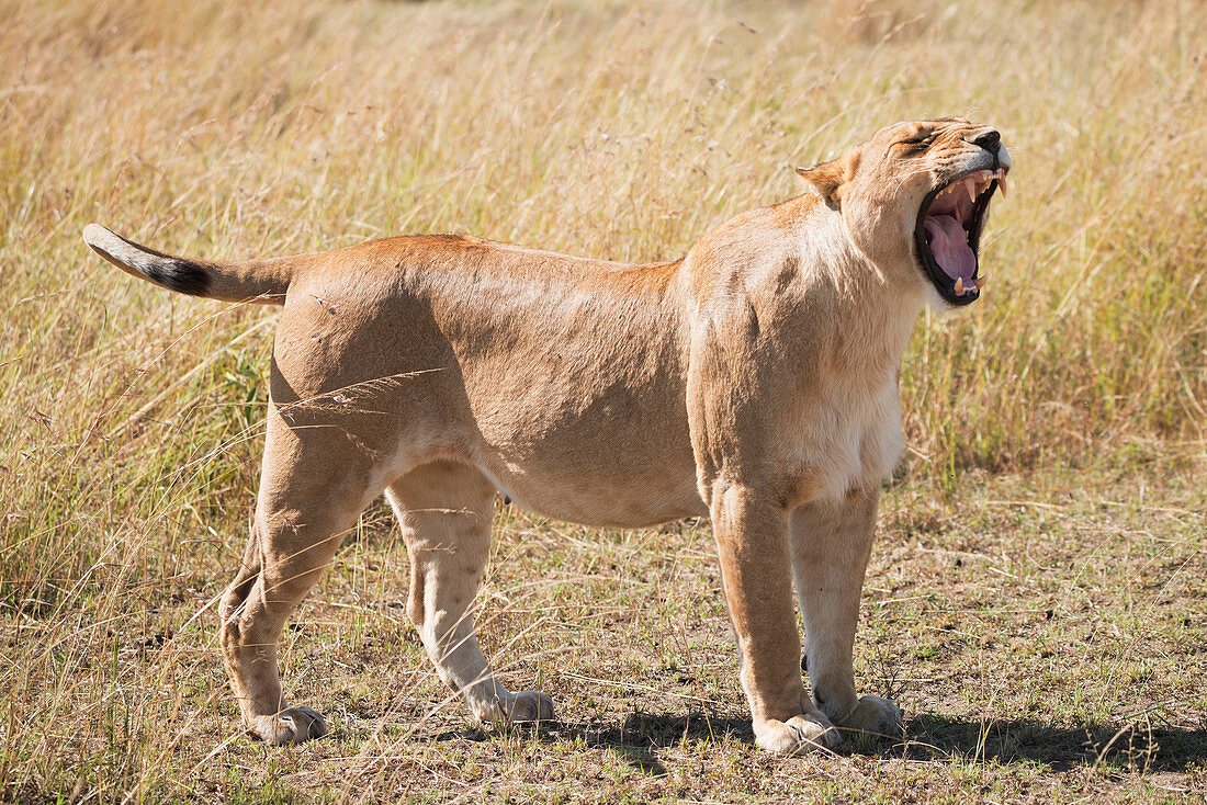 A lioness (Panthera leo) stands on the grass of the African savannah yawning with her eyes closed and mouth wide open, showing all her teeth, Narok, Kenya