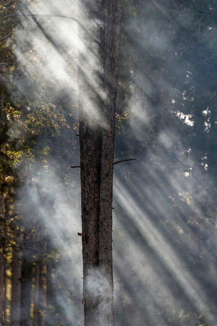 Smoky sunlight filtering through the trees in a forest, Yellowstone National Park, Wyoming, United States of America