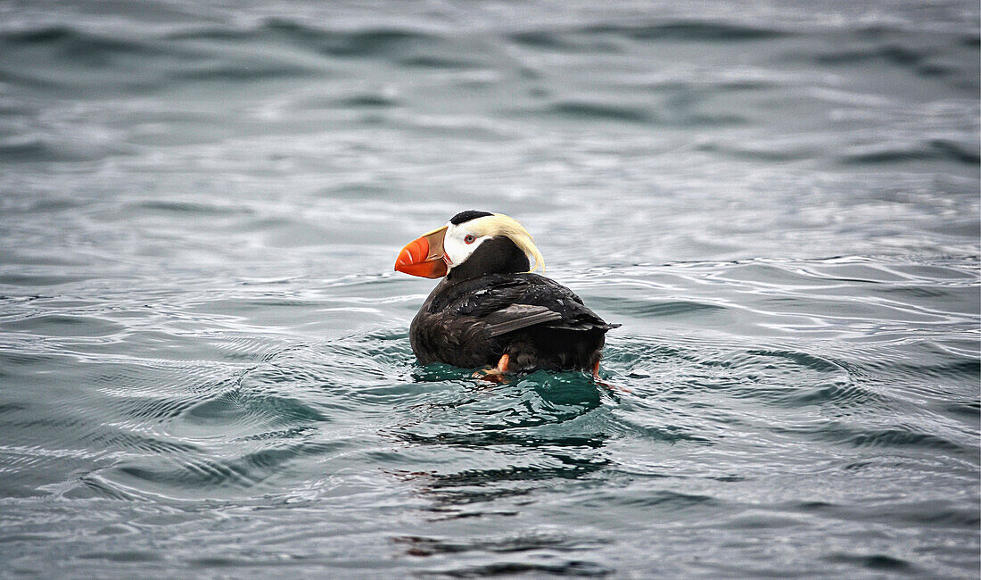 A Tufted puffin swims in the waters at a seabird rookery near Gull Island, Kachemak Bay, Southcentral Alaska