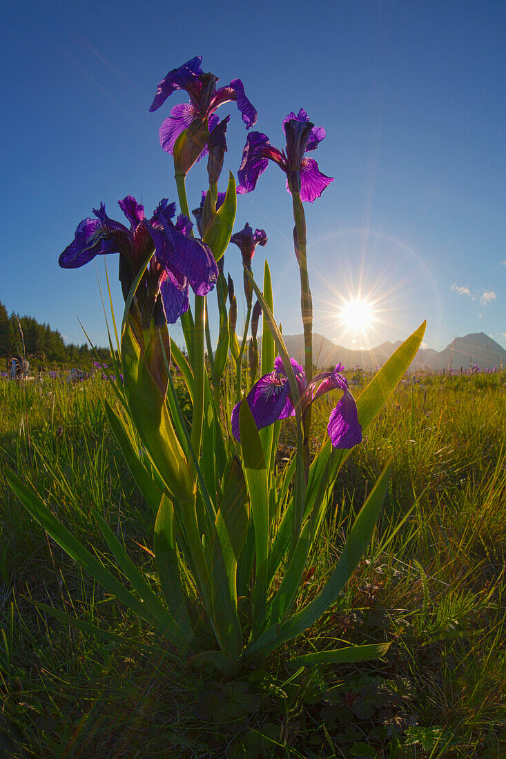 Sunburst shines through clump of wild iris, Pasagshak, Kodiak, Alaska, summer.