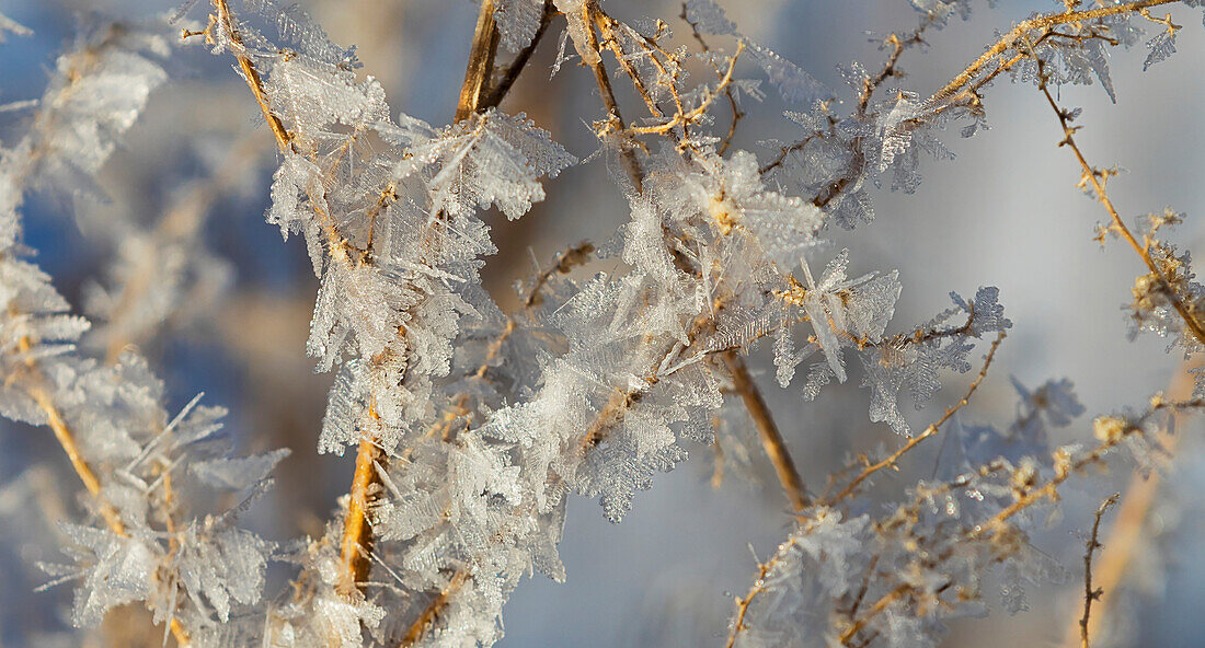 Hoar frost on branches, Alberta, Canada