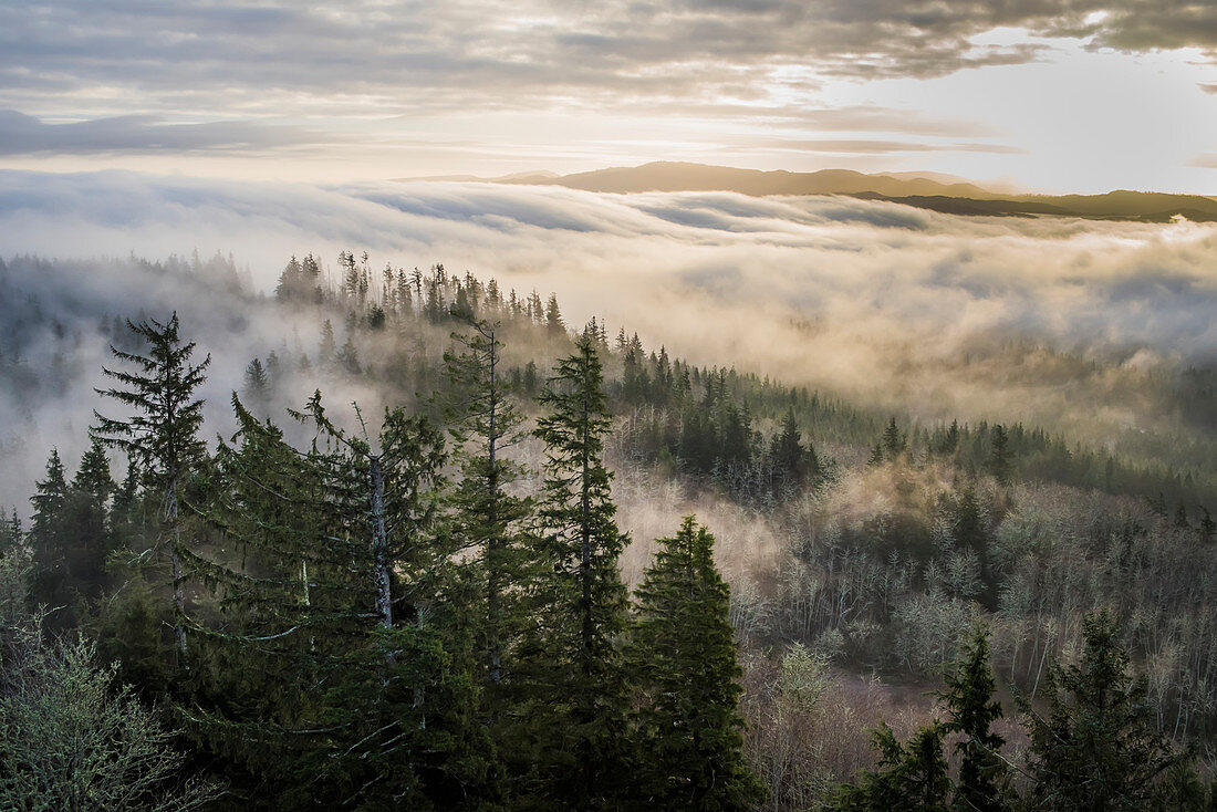 Fog and forest seen from Coxcomb Hill, Astoria, Oregon, United States of America