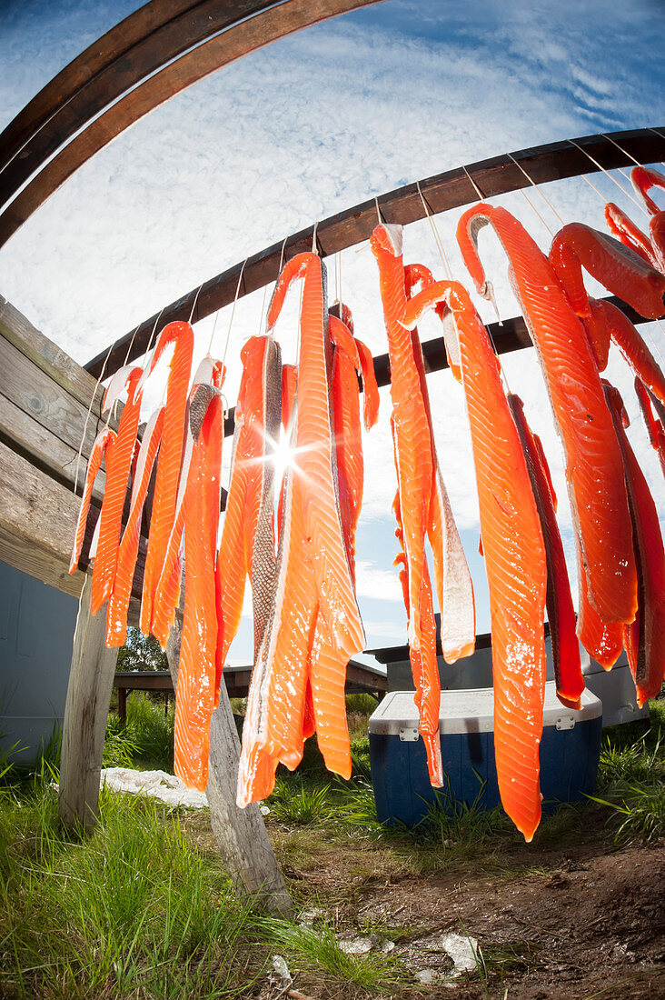 Drying rack of salmon at fish camp in Bristol Bay, Southwest Alaska, Summer
