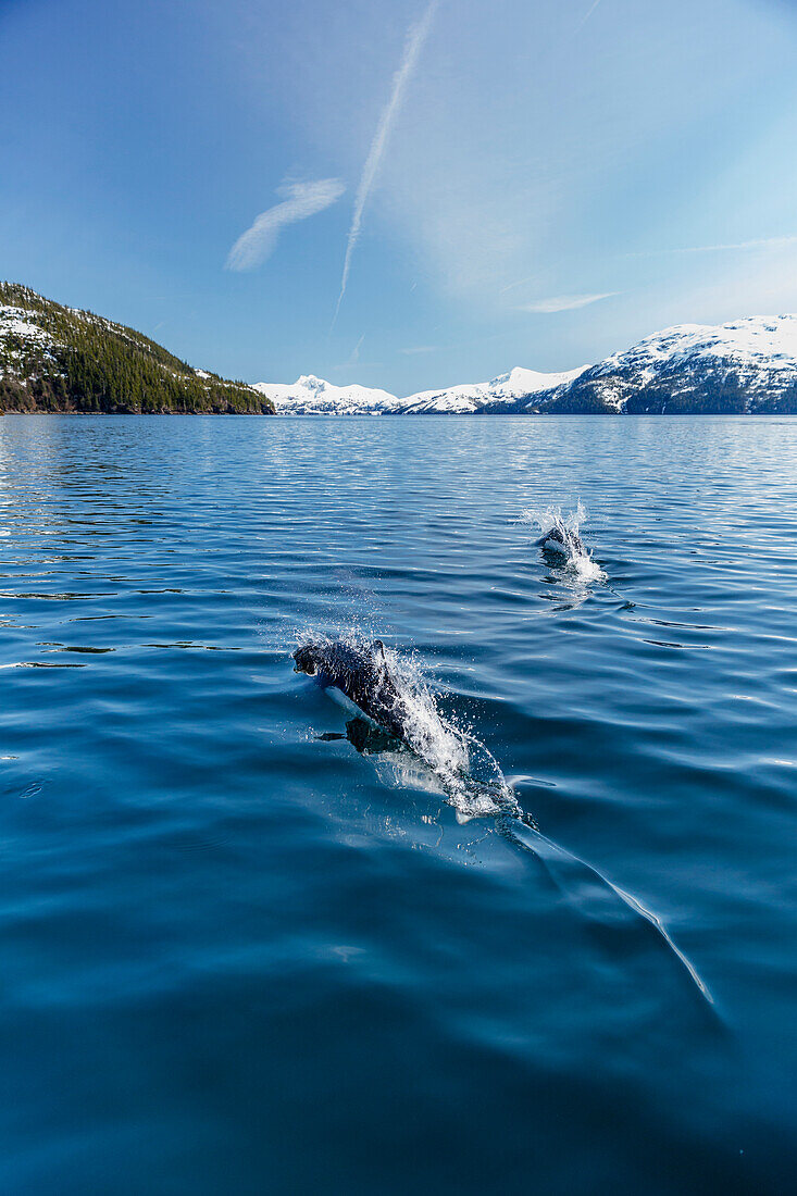 Dall's Porpoises swimming at the surface of the ocean, Prince William Sound, Whittier, Southcentral Alaska, USA, Winter
