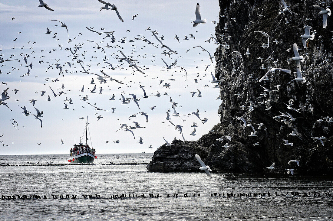 The Danny J Kachemak Bay Ferry cruises by the Gull Island sea bird rookery in Kachemak Bay, Southcentral Alaska, summer