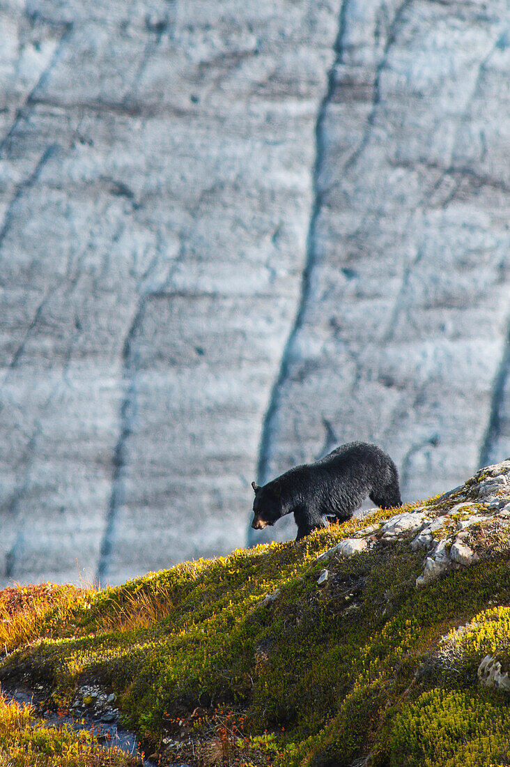A Black bear with Exit Glacier in the background on a sunny summer day in Kenai Fjords National Park, Kenai Peninsula, Southcentral Alaska.
