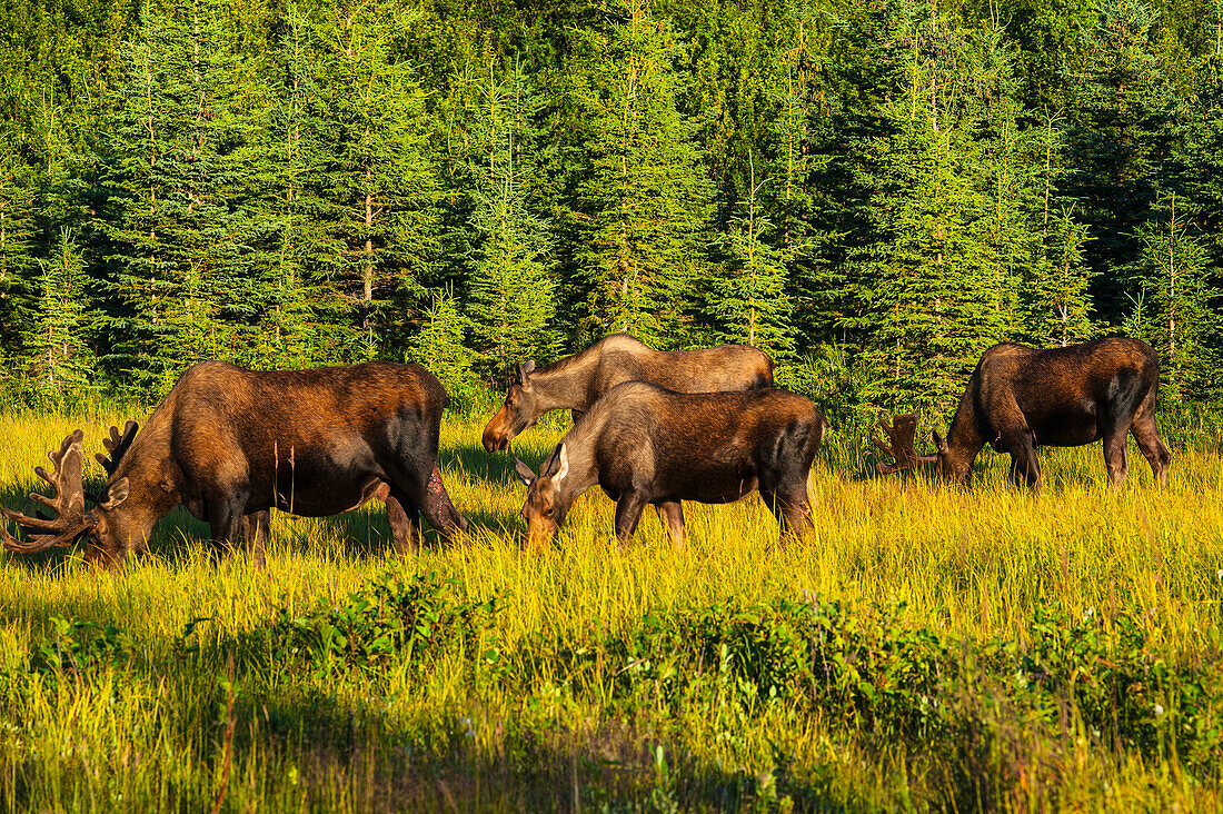 A group of moose, two bulls and two cows, feeding on on grass in Kincaid Park, Anchorage, Southcentral Alaska, summer
