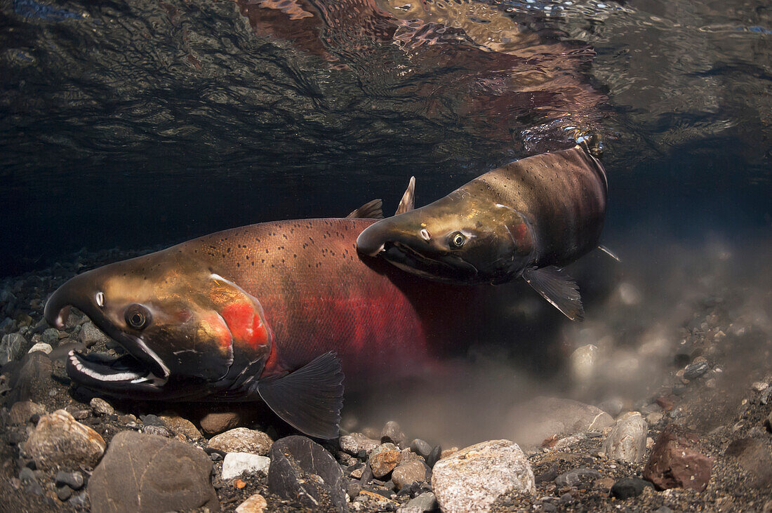 Coho Salmon Oncorhynchus kisutch in the act of spawning in an Alaska stream during late autumn.