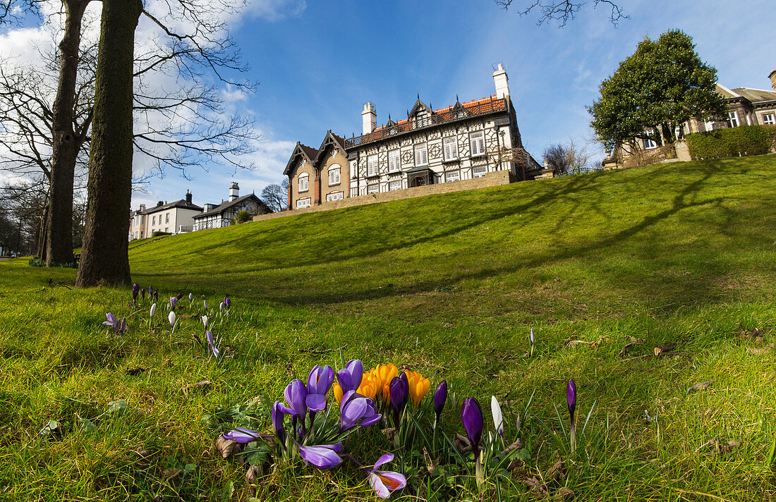 Low angle view of a large house at the top of a grassy hill and tulips blossoming in the foreground, Whitburn, Tyne and Wear, England