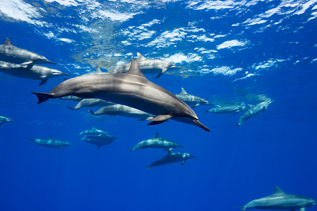 Spinner dolphin Stenella longirostris travel in large groups around the island of Hawaii, Hawaii, United States of America