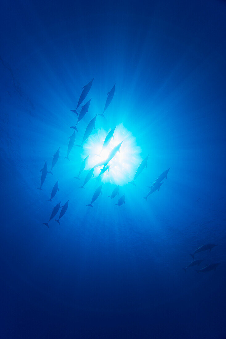 A group of spinner dolphin Stenella longirostris pass over head through the sunlight, off the island of Lanai, Hawaii, United States of Aerica