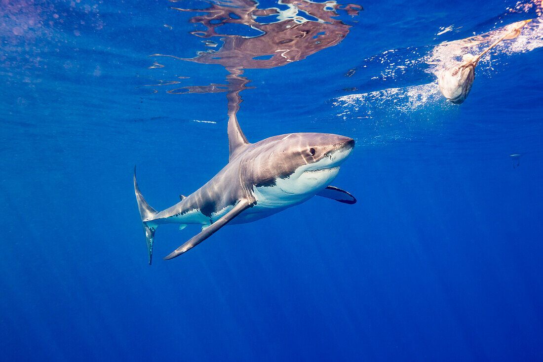Great white shark Carcharodon carcharias moving towards bait off Guadalupe Island, Mexico