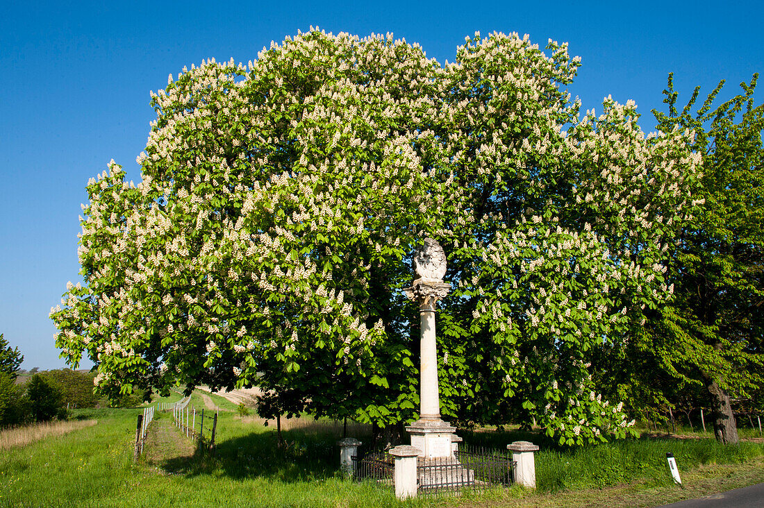 blühender Kastanienbaum, Bildstock bei Oggau am Neusiedler See, UNESCO Welterbestätte Die Kulturlandschaft Fertö-Neusiedler See, Burgenland, Österreich