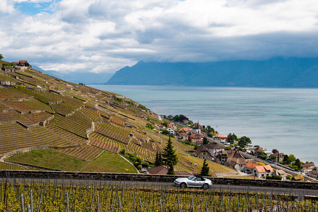 Vineyards in spring, UNESCO World Heritage Site Vineyard Terraces of Lavaux, Lake Geneva, Vaud Canton, Switzerland