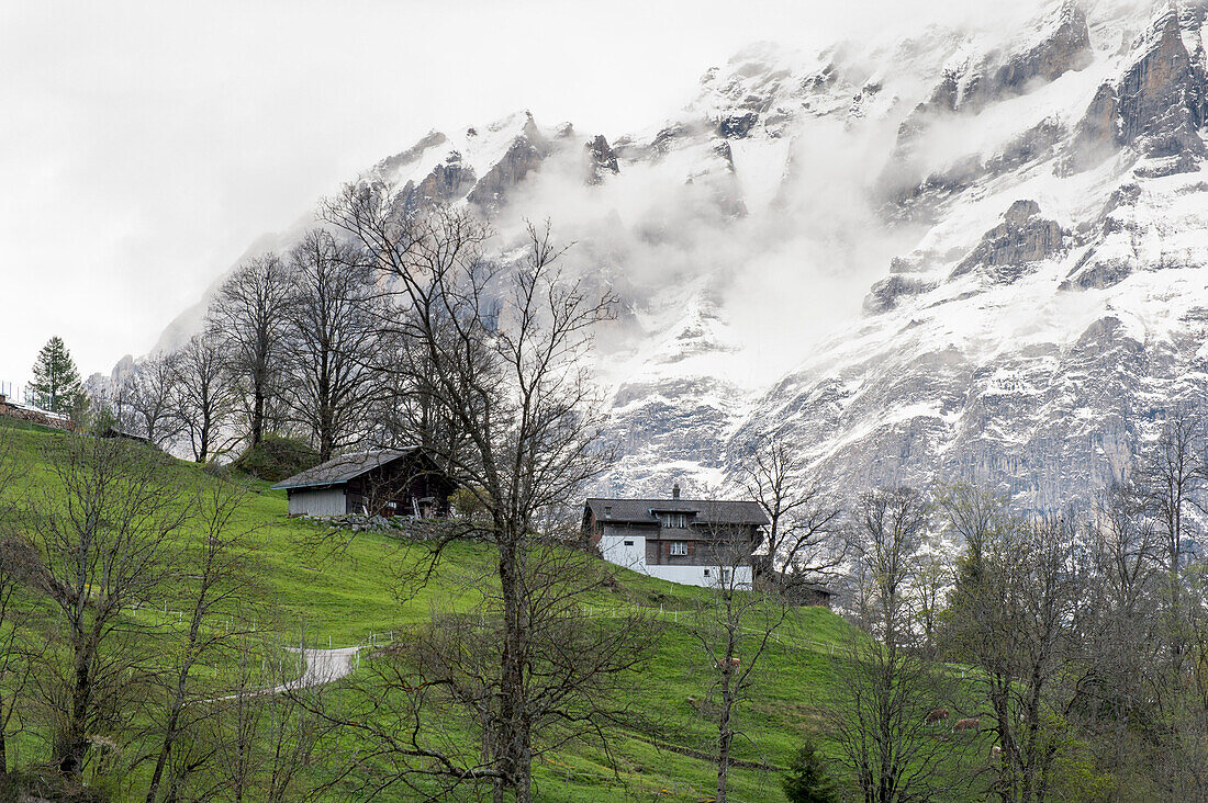 Grindelwald, farm house, Wetterhorn, UNESCO World Heritage Site Swiss Alps Jungfrau-Aletsch, canton Bern, Bernese Oberland, Switzerland