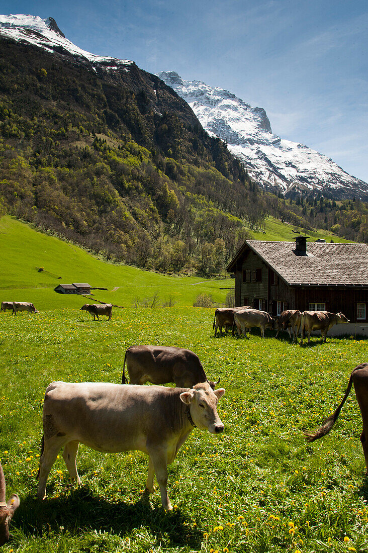 Kühe, Tal bei Elm, Kühe auf Weide, UNESCO Welterbestätte Schweizer Tektonikarena Sardona, Kanton Glarus, Schweiz