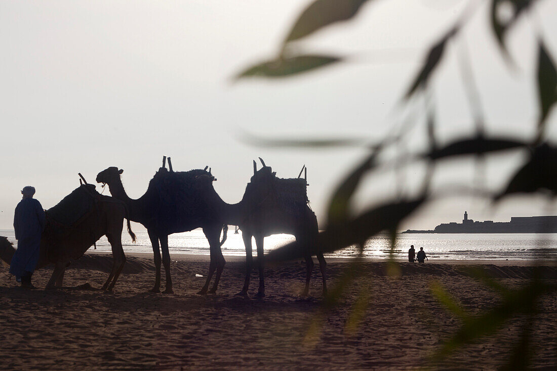 Kamele am Strand, Essaouira, Marokko