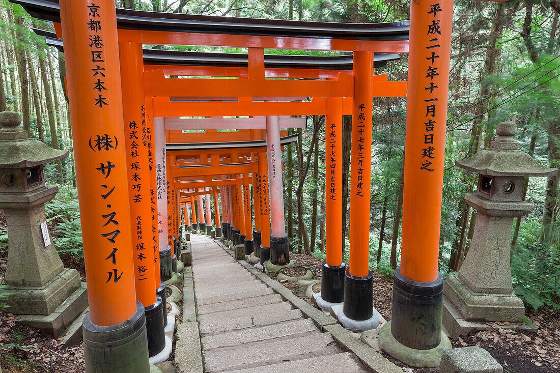 Fushimi Inari Taisha, Shinto shrine, vermilion torii gates line paths in wooded forest on Mount Inari, Kyoto, Japan, Asia